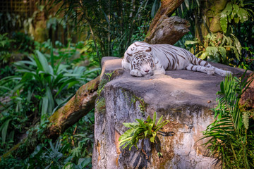 A tiger is sleeping during lunch time at Zoo © Huntergol