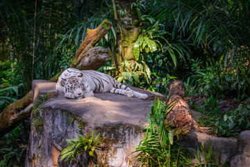 Fototapeta na wymiar A tiger is sleeping during lunch time at Zoo