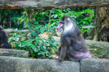  Baboons at Zoo during lunch time, Singapore 2018