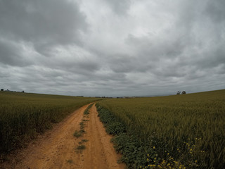 Fototapeta na wymiar Wheat field under a bluish sky.