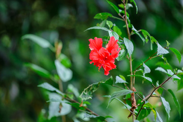 Flower at Zoo during lunch time, Singapore 2018