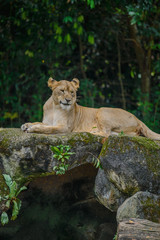 Naklejka na ściany i meble A lioness is having lunch at Zoo