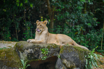 Fototapeta na wymiar A lioness is having lunch at Zoo