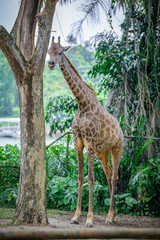 giraffes at Zoo during lunch time, Singapore 2018