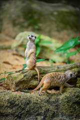 Naklejka na ściany i meble Meerkat at Zoo during lunch time, Singapore 2018