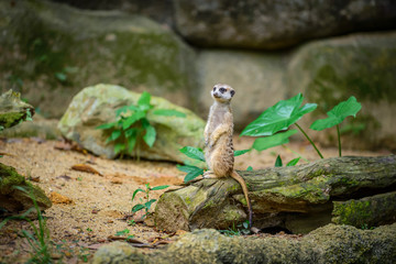 Meerkat at Zoo during lunch time, Singapore 2018