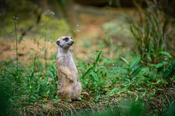 Meerkat at Zoo during lunch time, Singapore 2018