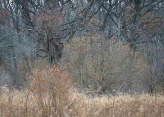 Bare branches of winter vegetation create abstract patterns and textures in the winter landscape.