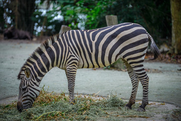 Fototapeta na wymiar Zebra at Zoo during lunch time, Singapore 2018 