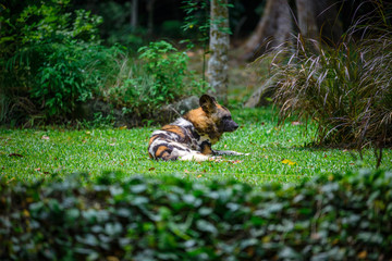 Hyenas at Zoo during lunch time, Singapore 2018