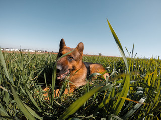 German shepherd playing in a grass field.