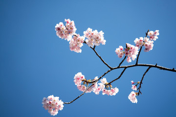桜花咲く
