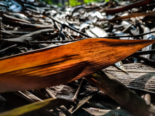 This is the lighted dry asian bamboo leaf in the morning.