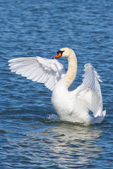 Naklejka premium Displaying