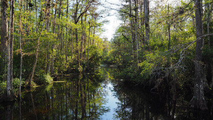 Sweetwater Strand on Loop Road Scenic Drive near Ochopee, Florida on sunny winter afternoon.