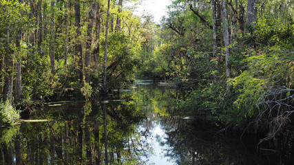 Sweetwater Strand on Loop Road Scenic Drive near Ochopee, Florida on sunny winter afternoon.