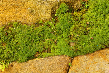 Green Moss On A Rock In The Fresh Morning
