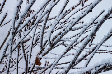 The branches of the bush are covered with snow frost. Abstract winter background. The branches are covered with hoarfrost, on a light background.