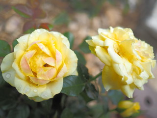 Warm spring flowers in the Korean countryside