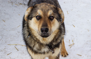 Cute portrait of a black and brown country dog. A furry male mongrel dog sits in the snow. dog shelter in the snow in winter, animal portrait