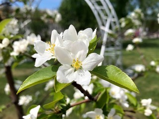 white flowers of apple tree