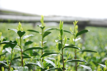 tea shoot, tea bud, green leaves, tea leaves, tea portrait,plant, green, leaf, nature, tea, fresh, leaves, agriculture, herb, garden, food, growth, field, plantation, white, grow, isolated, farm, 