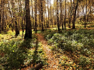 Obraz premium autumn in the forest