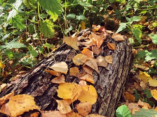 autumn leaves on grass in forest