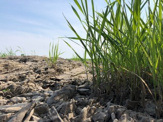 young plants in the field
