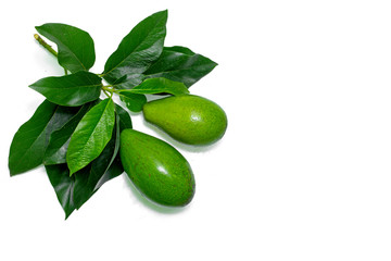 Avocado fruits Persea americana white background studio photo shoot
