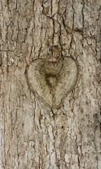 Natural heart shape in tree trunk