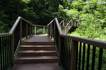 Fototapeta premium 小網代の森