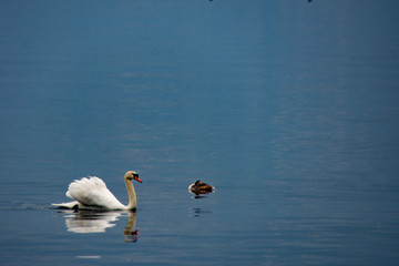 Lugano lake - Switzerland