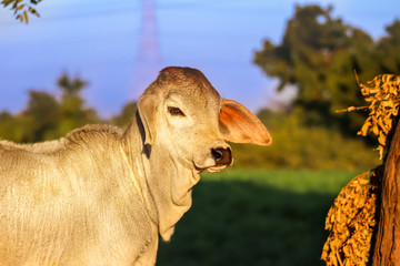 indian cow calf beautiful view,brown calf © Dinesh