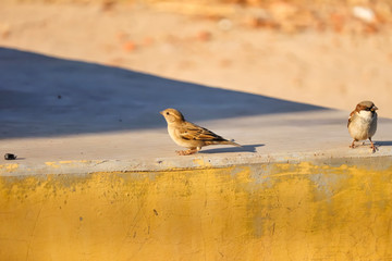 House sparrow perched on a wall,chidiya,Sperrow Bird,local sparrow Bird