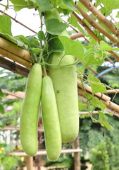 Wax gourd on its tree