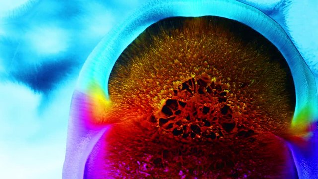 Bright Colorful rainbow red reaction with liquid ink / paint drop stain on white paper background / oil bleed bloom / Big Bang explosion of supernova sun star membrane