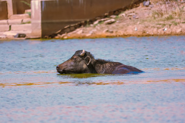 Fototapeta premium lus bubalis) or domestic water buffalo is a large bovid originating in the Indian subcontinent