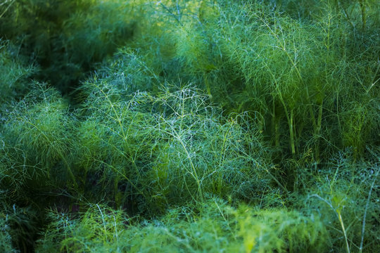 fresh plant of unripe cumin at farm,cumin green plants , cumin plant grows in the garden,cumin plants agriculture  view,