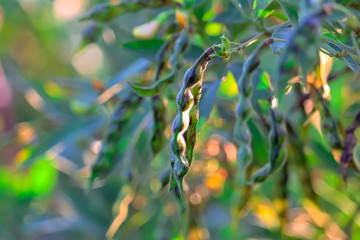 Pigeon pea crop, Pigeon pea crop field, Salunkwadi, Ambajogai Beed,Gujarat, India, southeast, Asia.