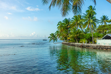 Cocotier et Littoral de Moorea en Polynésie française 