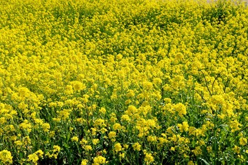 菜の花　群生　春　いやし　渡良瀬　杤木