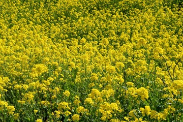 菜の花　群生　春　いやし　渡良瀬　杤木