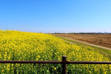 菜の花　道　渡良瀬　栃木県　風景