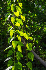 Beautiful leaves of wild vines in sunlight