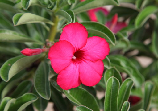 Red Desert Flower, adenium obesum