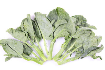 Green kale on a white background.