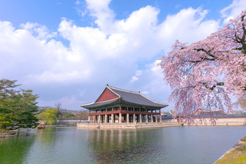 Fototapeta premium Spring Time Cherry blossom in spring at Gyeongbokgung Palace in Seoul,South Korea.