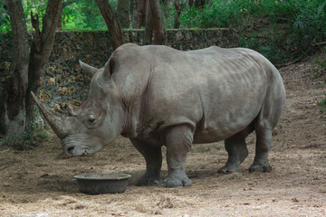 Naklejka premium RHINO