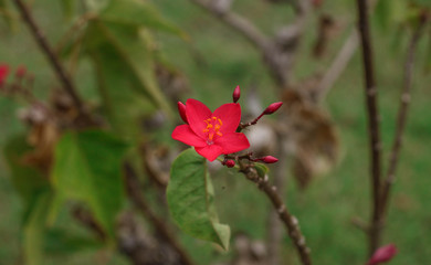 FLOR ROJA